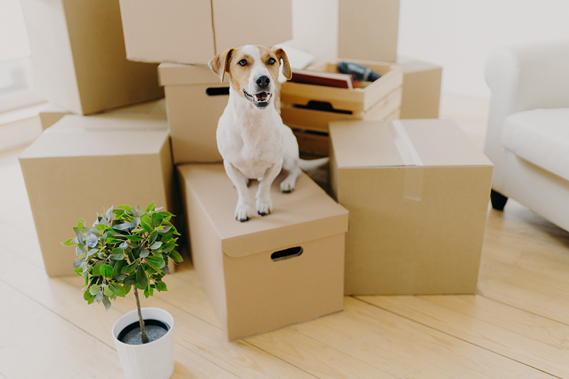 Jack Russel Terrier on moving boxes